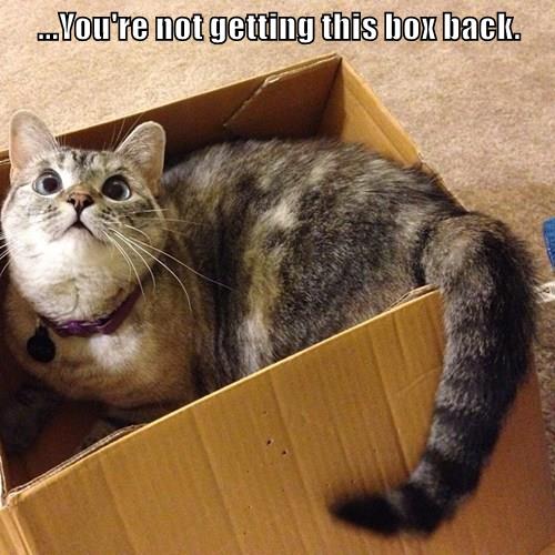 ...You're not getting this box back. - Lolcats - lol | cat memes ...