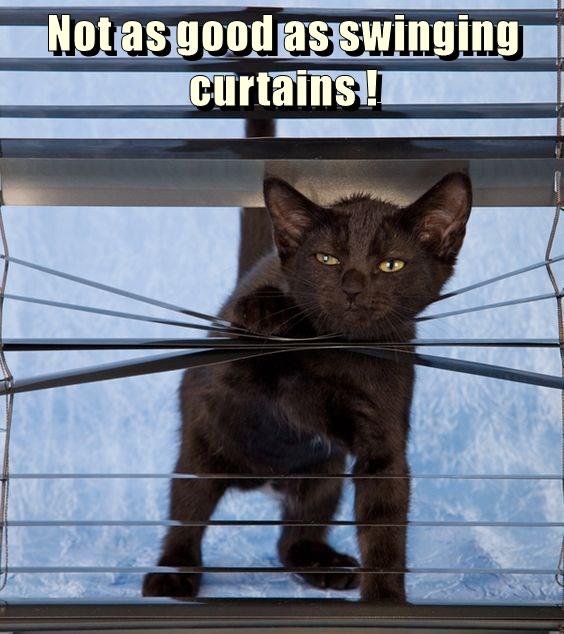 Not as good as swinging curtains ! - Lolcats - lol | cat memes | funny ...