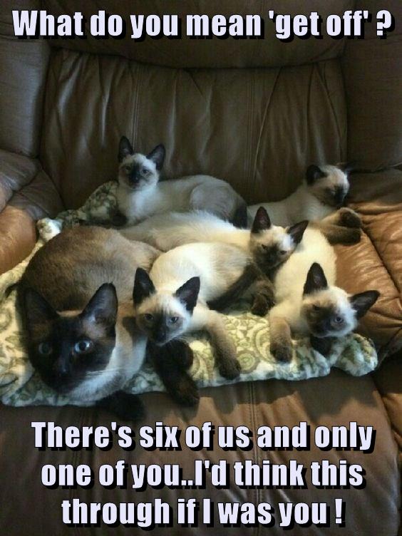 What do you mean 'get off' ? - Lolcats - lol | cat memes | funny cats ...