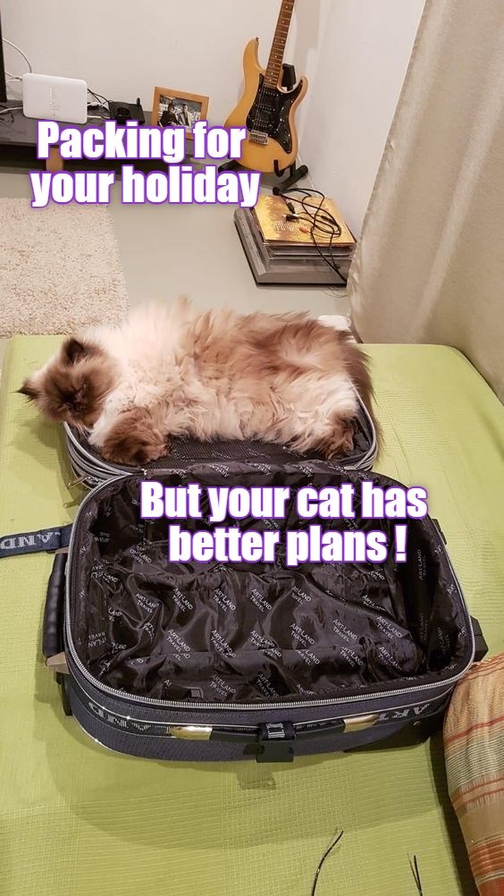 Don't even think about it ! - Lolcats - lol | cat memes | funny cats ...