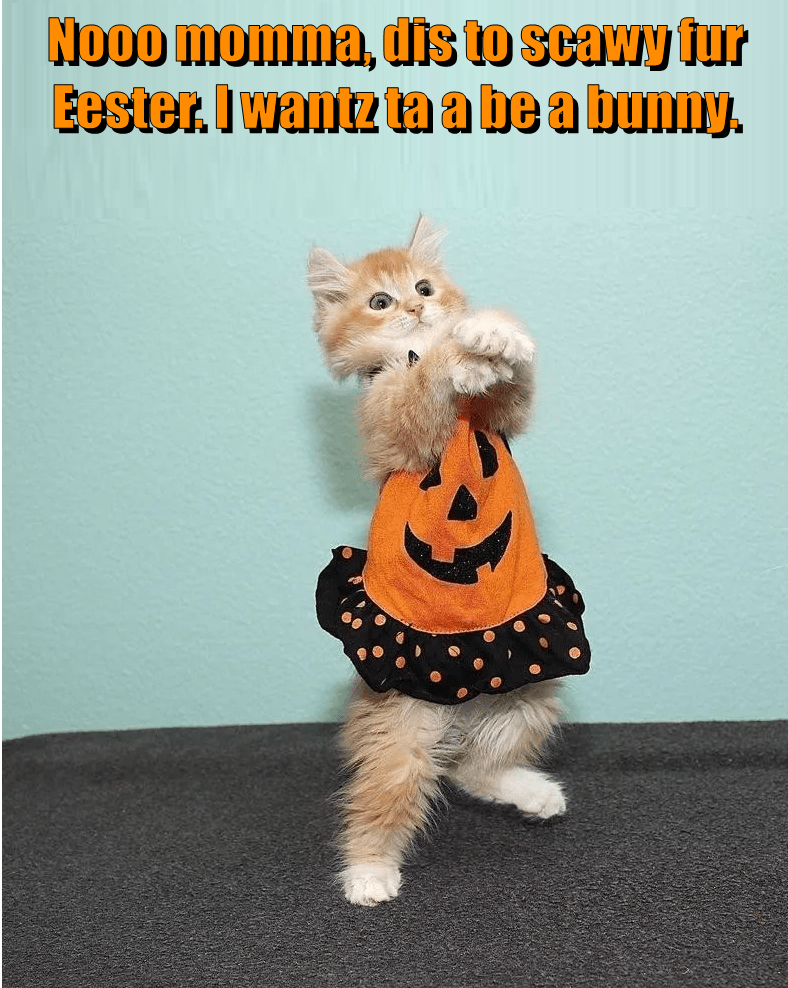 I wantz ta a be a bunny. Lolcats lol cat memes funny cats