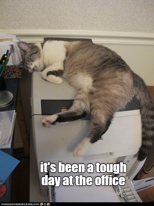 A tough day at the office - Lolcats - lol | cat memes | funny cats ...