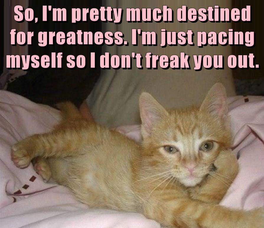 Destined for greatness - Lolcats - lol | cat memes | funny cats | funny ...