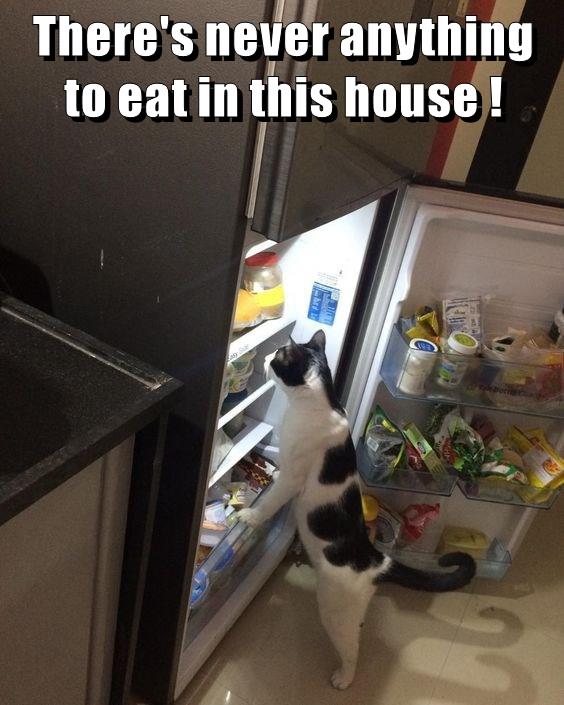 There's never anything to eat in this house ! - Lolcats - lol | cat ...