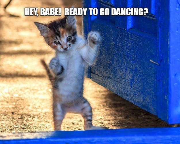 Dancing, yeah Lolcats lol cat memes funny cats funny cat pictures with words on them