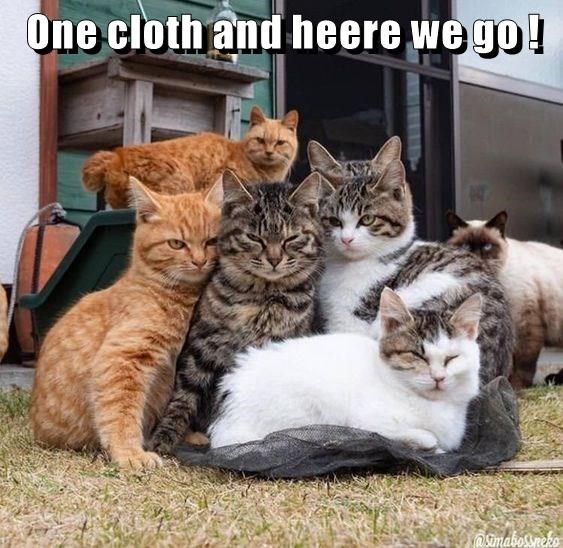 Need More Cloth - I Can Has Cheezburger?