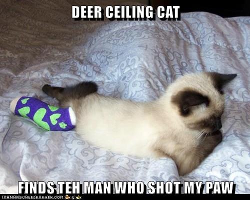 DEER CEILING CAT - Lolcats - lol | cat memes | funny cats | funny cat ...