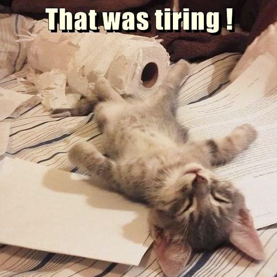 That was tiring ! - Lolcats - lol | cat memes | funny cats | funny cat ...