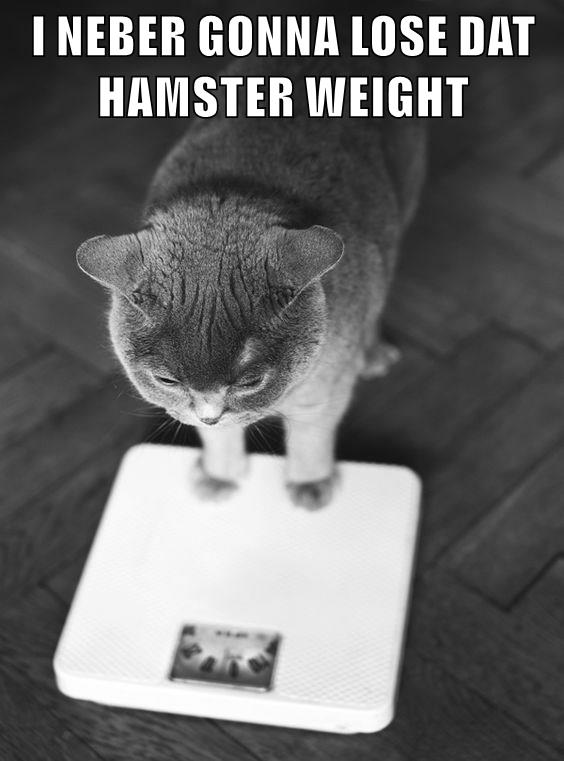 I NEBER GONNA LOSE DAT HAMSTER WEIGHT - Lolcats - lol | cat memes ...