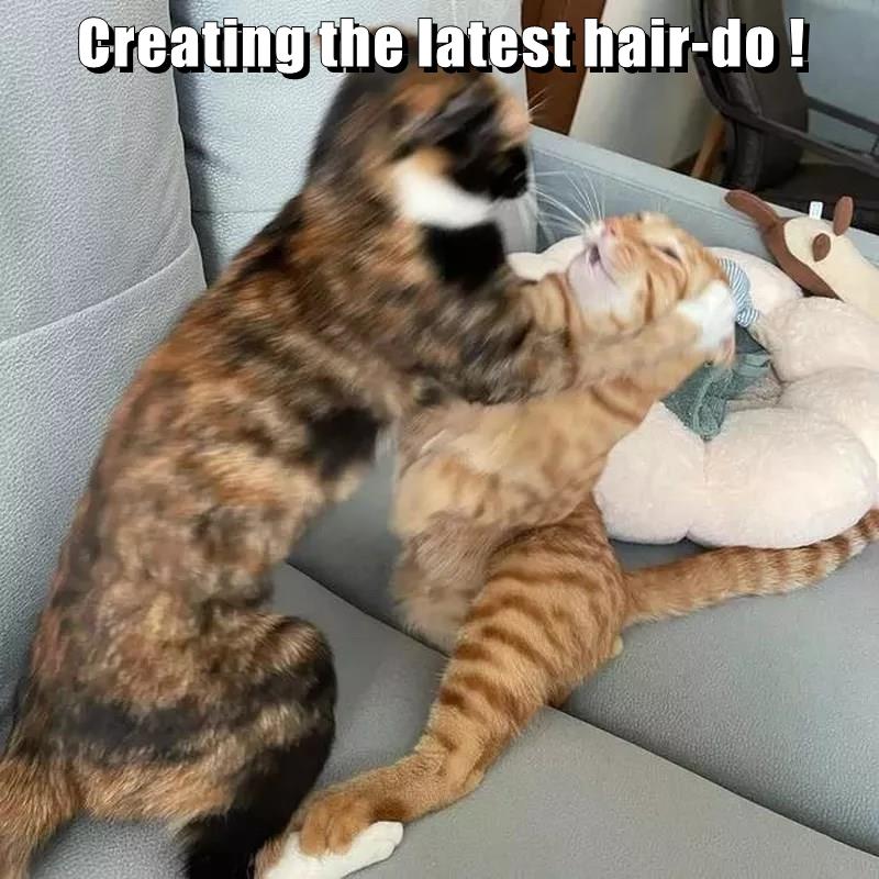 Creating the latest hair-do ! - Lolcats - lol | cat memes | funny cats ...