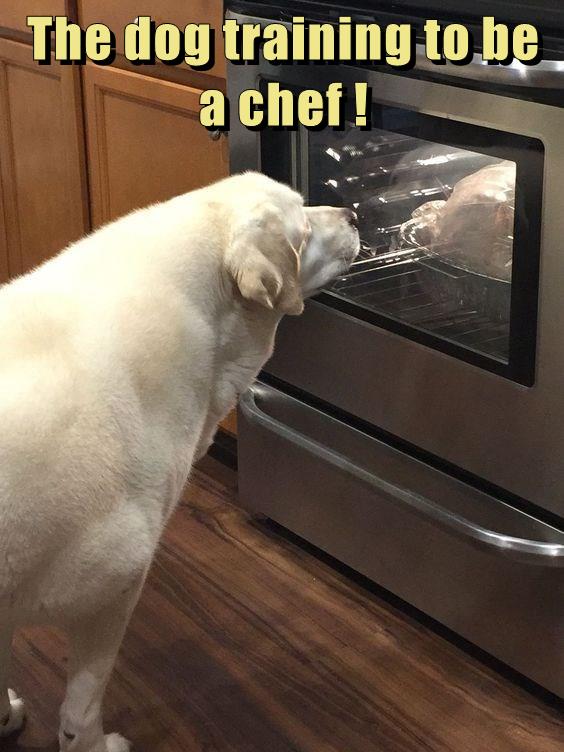 The dog training to be a chef ! I Has A Hotdog Dog Pictures Funny