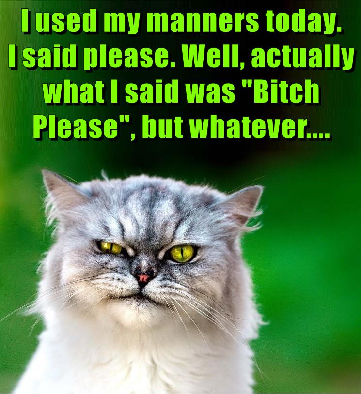 Whatever.... - Lolcats - lol | cat memes | funny cats | funny cat ...