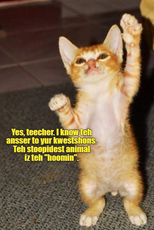 Smartypants student Timmy excelled at school. Lolcats lol cat