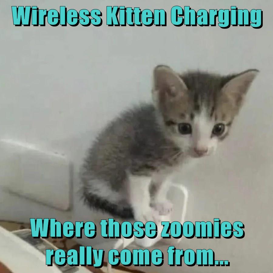 Where those zoomies really come from... Lolcats lol cat memes