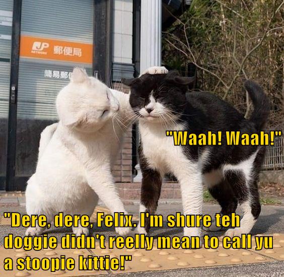 I'm shure teh doggie didn't reelly mean it - Lolcats - lol, cat memes, funny cats, funny cat pictures with words on them, funny pictures, lol  cat memes
