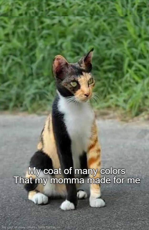 My coat of many colors - Lolcats - lol | cat memes | funny cats | funny ...