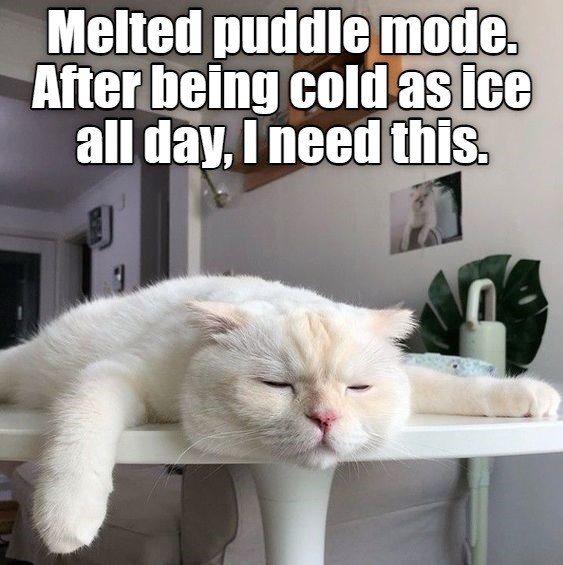 Ice Is Hard, Puddles Are Easy. - Lolcats - Lol 