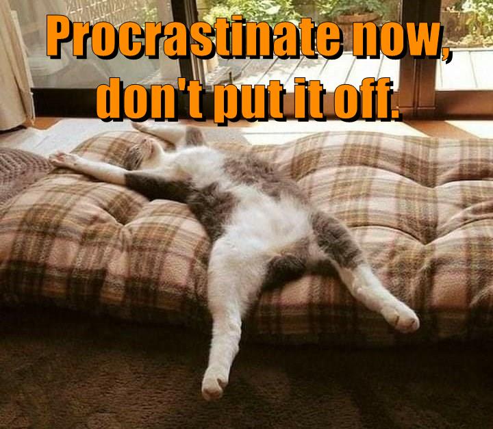 Procrastinate now, don't put it off. - Lolcats - lol | cat memes ...