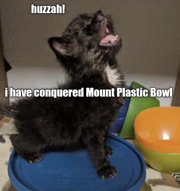 All hail the conquering hero - Lolcats - lol | cat memes | funny cats ...