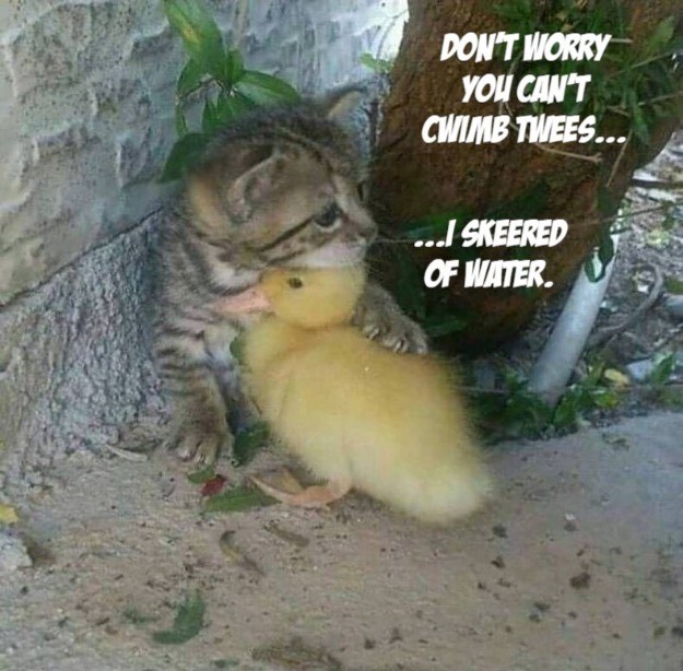 Don't worry, Ducky. - Lolcats - lol | cat memes | funny cats | funny ...