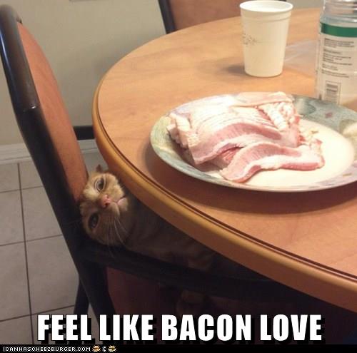 Cat sales loves bacon