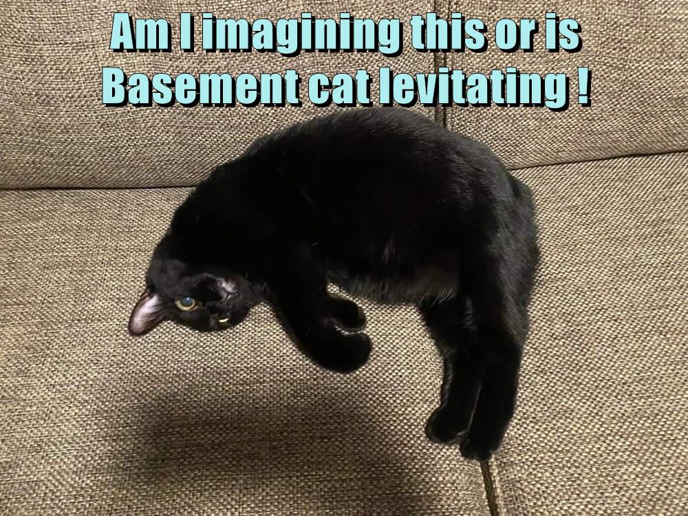Am I imagining this or is Basement cat levitating ! Lolcats lol