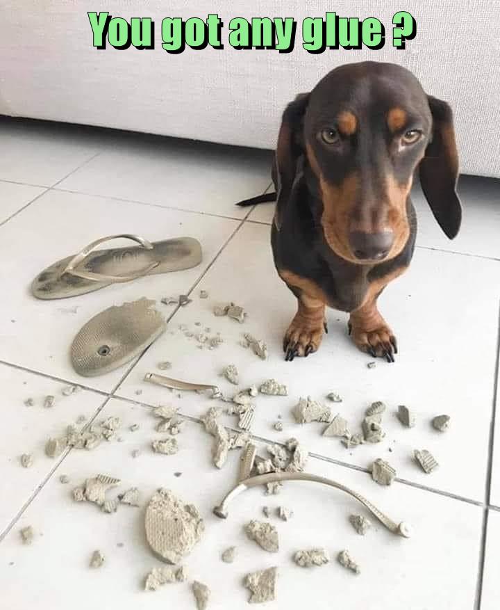 Got glue ? I Has A Hotdog Dog Pictures Funny pictures of dogs