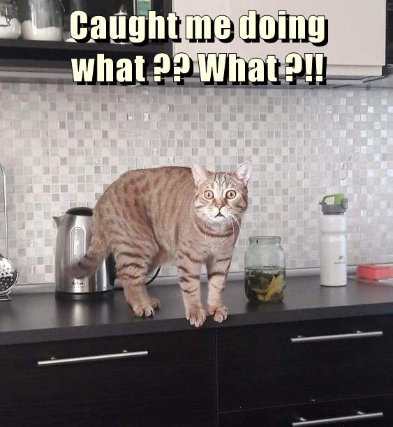 What ?!! - Lolcats - lol | cat memes | funny cats | funny cat pictures with  words on them | funny pictures | lol cat memes | lol cats