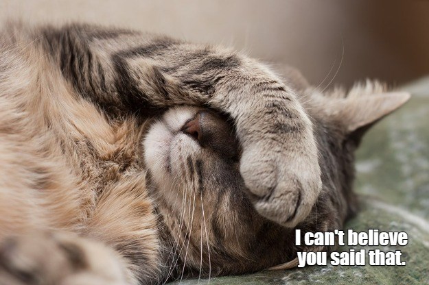 Can't believe you said that - Lolcats - lol | cat memes | funny cats ...