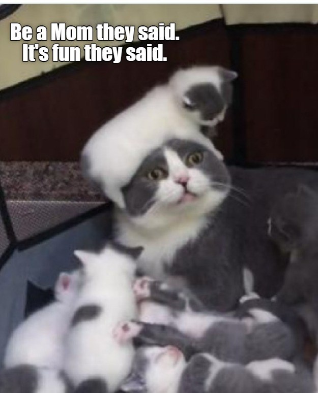 Be a mom they said - Lolcats - lol | cat memes | funny cats | funny cat ...