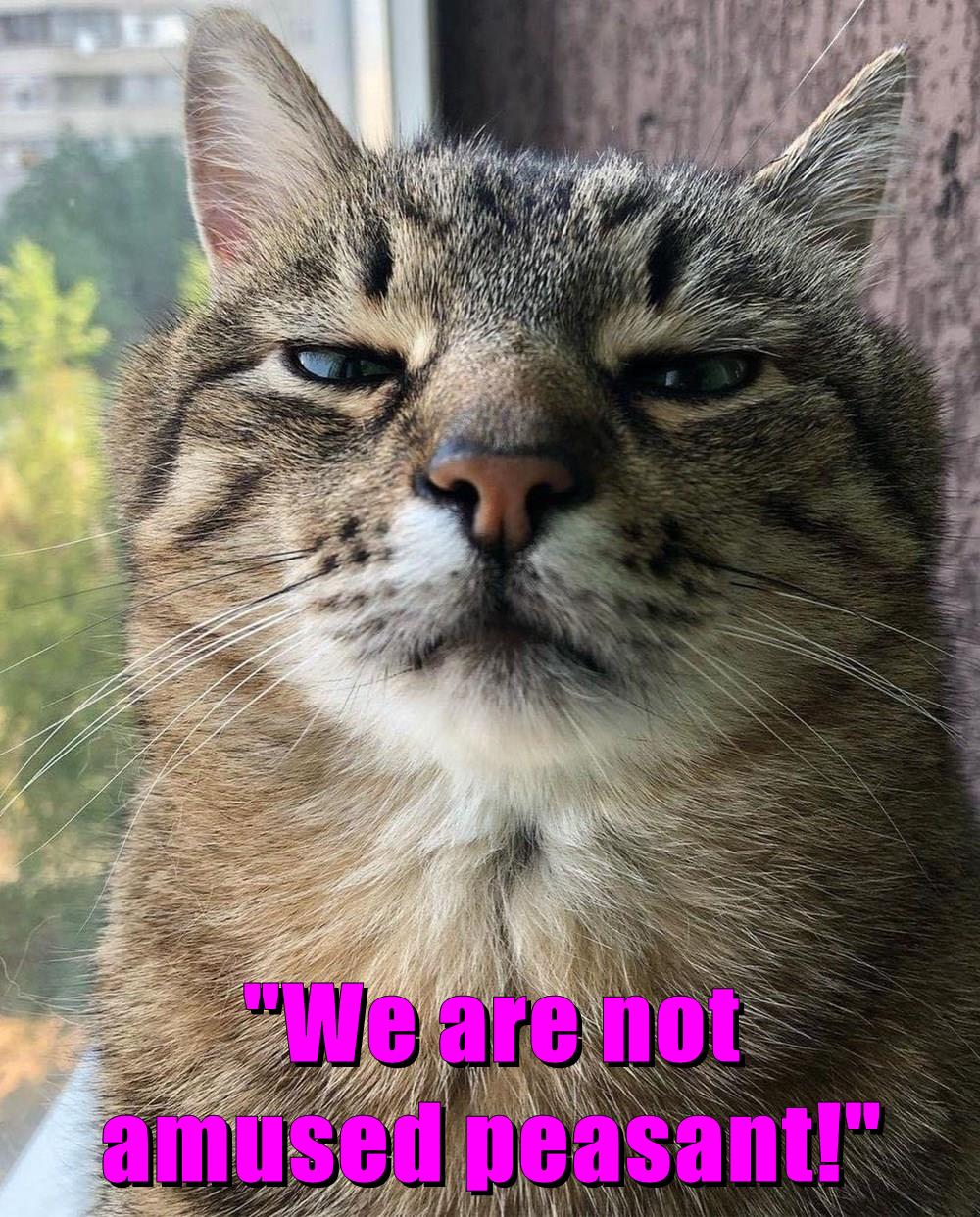 "We are not amused peasant!" Lolcats lol cat memes funny cats funny cat pictures with