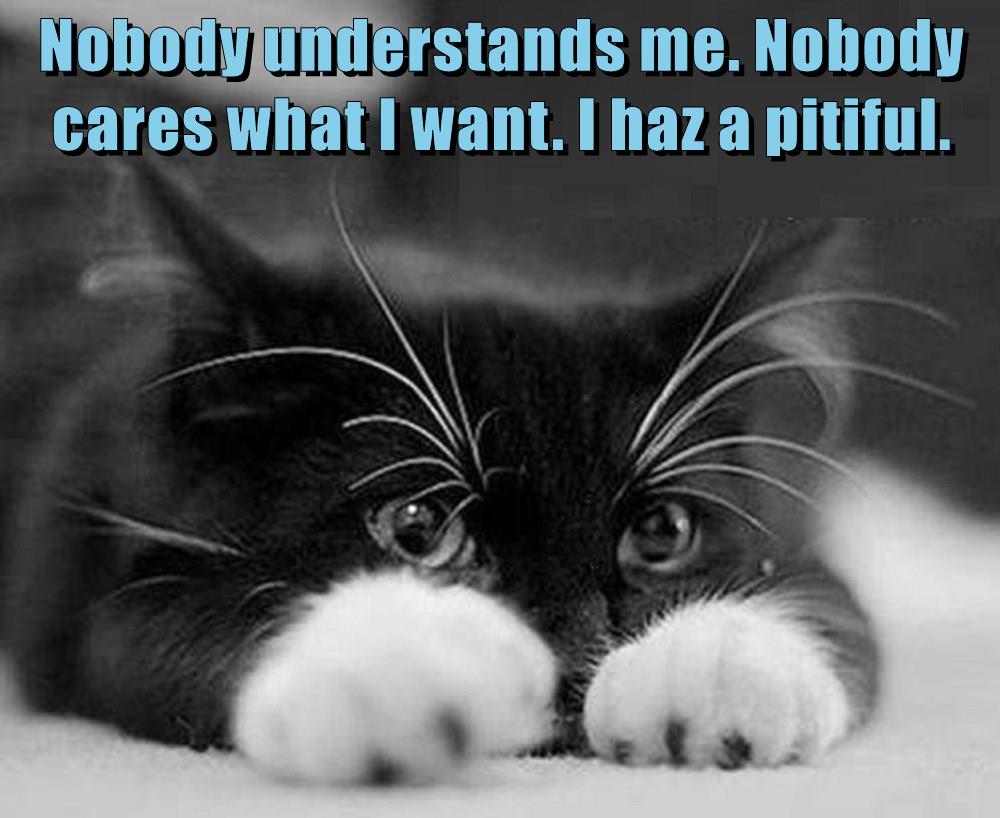 i-haz-a-pitiful-lolcats-lol-cat-memes-funny-cats-funny-cat