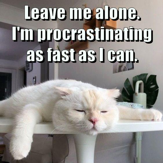 As fast as I can. - Lolcats - lol | cat memes | funny cats | funny cat ...