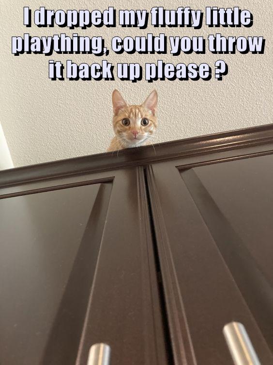 Please ? - Lolcats - lol | cat memes | funny cats | funny cat pictures ...