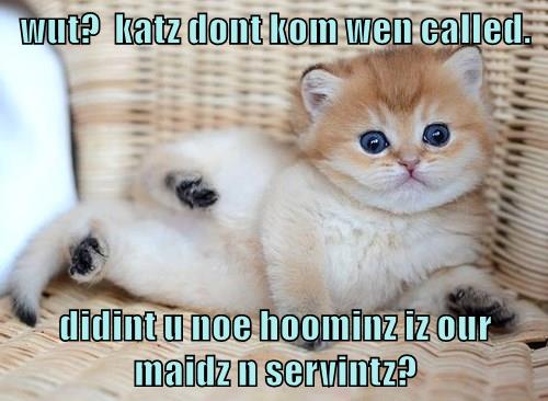 Didint u noe? - Lolcats - lol | cat memes | funny cats | funny cat ...