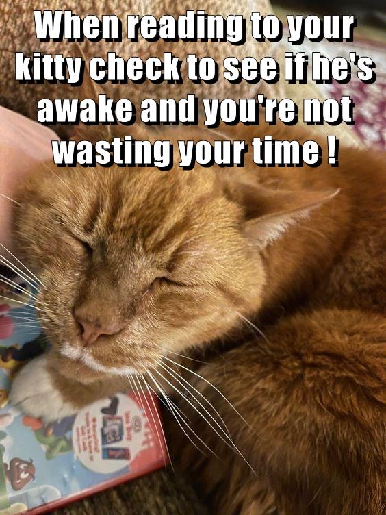 Reading instructions - Lolcats - lol | cat memes | funny cats | funny ...