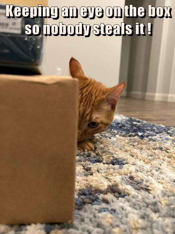 Keeping an eye - Lolcats - lol | cat memes | funny cats | funny cat ...