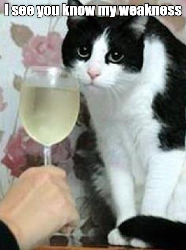 My Weakness Lolcats lol cat memes funny cats funny cat