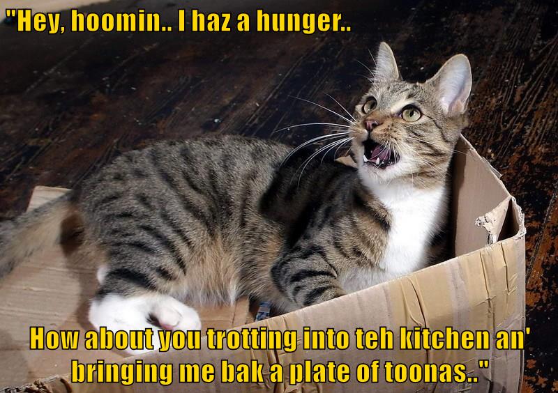 I haz a hunger - Lolcats - lol | cat memes | funny cats | funny cat ...