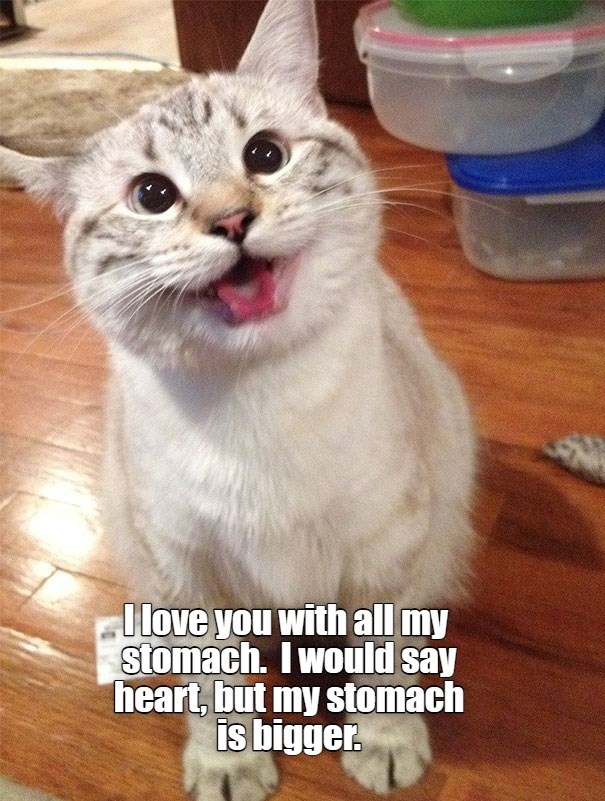 Lolcats - Page 3 - LOL at Funny Cat Memes - Funny cat pictures with ...