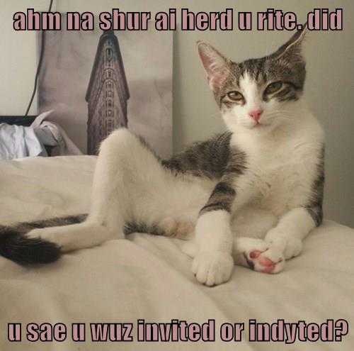 Invited or indyted? - Lolcats - lol | cat memes | funny cats | funny ...