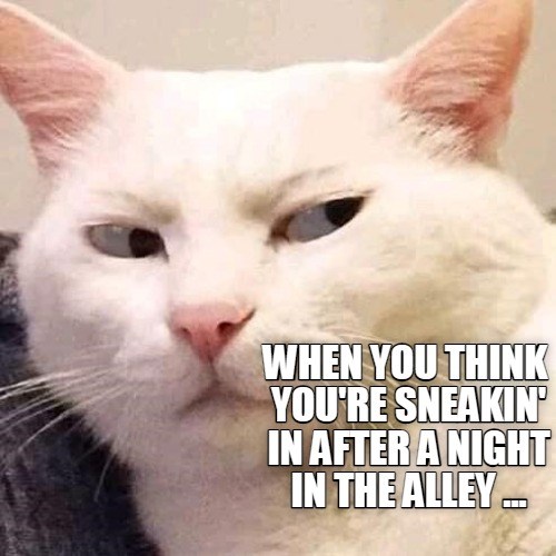 Sneakin' eye Lolcats lol cat memes funny cats funny cat