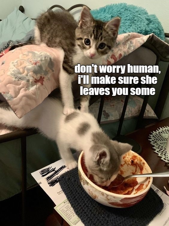 Don't worry human - Lolcats - lol | cat memes | funny cats | funny cat ...