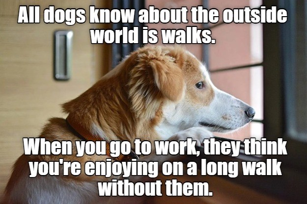 Bet They Do. - I Has A Hotdog - Dog Pictures - Funny Pictures Of Dogs 