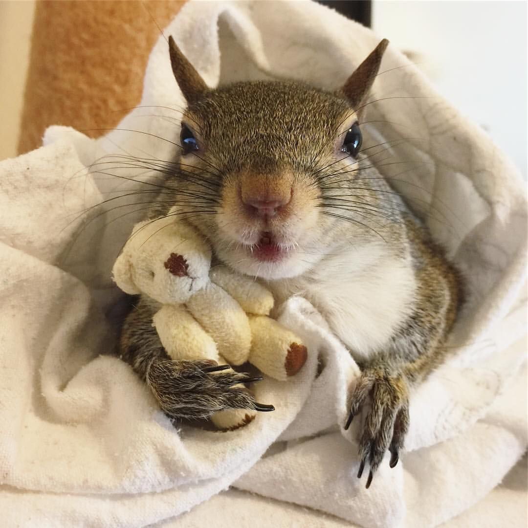 teddy bear squirrel