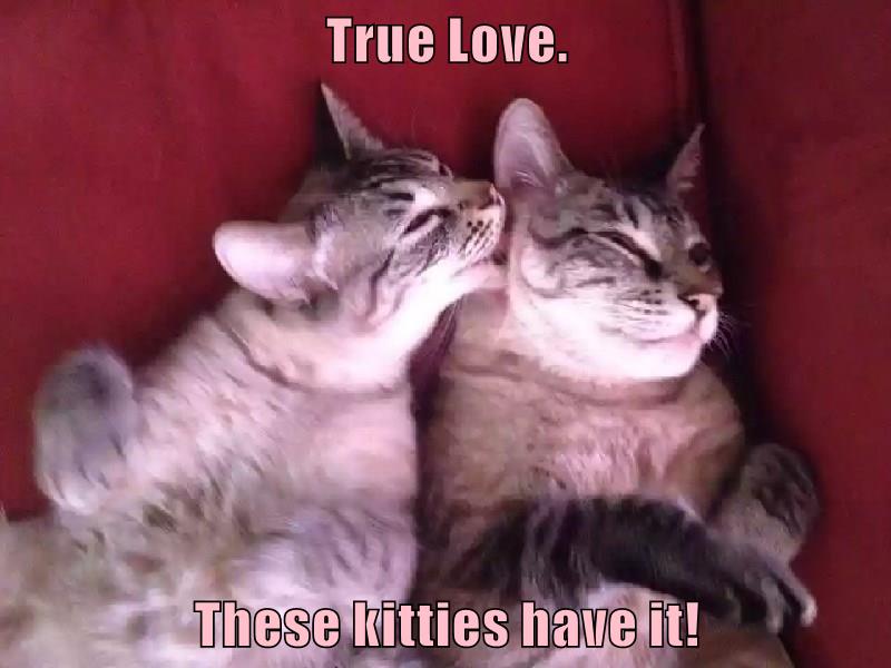 True Love. - Lolcats - lol | cat memes | funny cats | funny cat ...