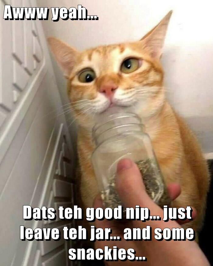 Awww yeah... Lolcats lol cat memes funny cats funny cat pictures with words on them