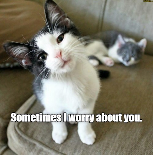 Worried cat is worried - Lolcats - lol | cat memes | funny cats | funny ...