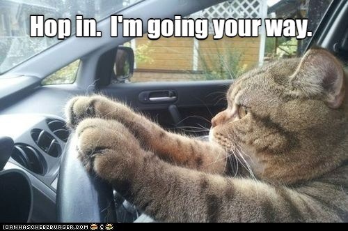 Hop in - Lolcats - lol | cat memes | funny cats | funny cat pictures ...