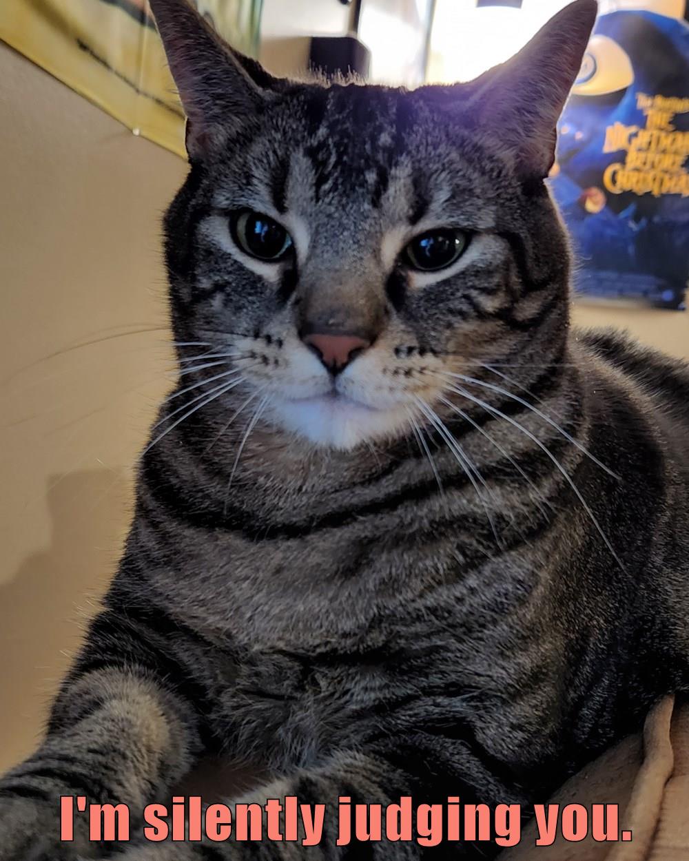 I'm silently judging you. - Lolcats - lol | cat memes | funny cats | funny  cat pictures with words on them | funny pictures | lol cat memes | lol cats